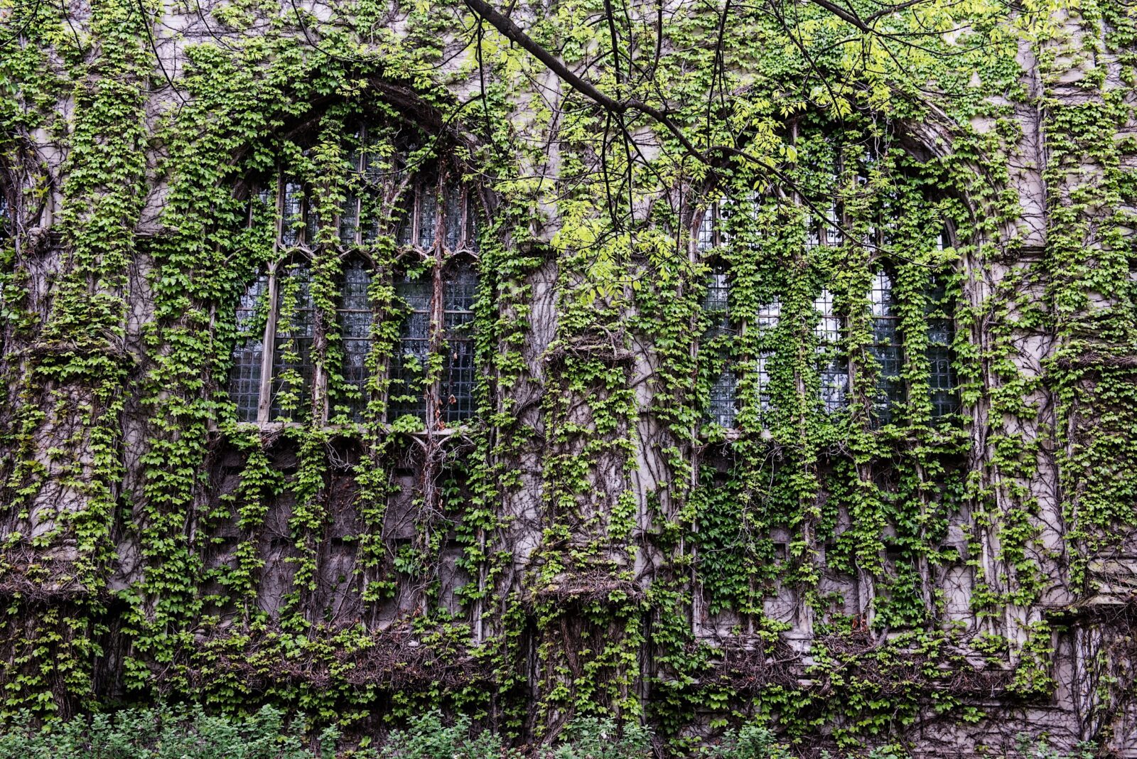 UChicago Campus